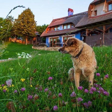 Casele Cu Stuf B&B Haus Ulrike Salicea Exterior photo